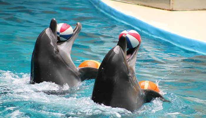 معرفی پارک دلفین های گرجستان 1